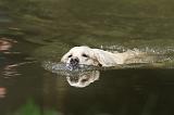 GOLDEN RETRIEVER 392